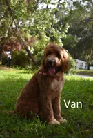 Van, a male Labradoodle for sale in Daytona Beach, FL – 4 of 10