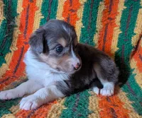 Puppy 1 (Brown Female), a female Border Collie for sale in Westfield, WI – 10 of 10