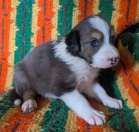 Puppy 3 (Brown Male), a male Border Collie for sale in Westfield, WI – 8 of 9