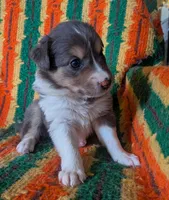Puppy 1 (Brown Female), a female Border Collie for sale in Westfield, WI – 7 of 10