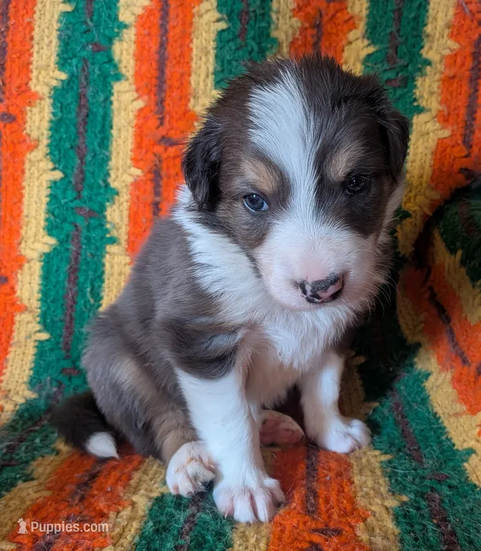 Puppy 3 (Brown Male) – Border Collie puppy for sale in Westfield, WI