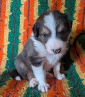 Puppy 3 (Brown Male), a male Border Collie for sale in Westfield, WI – 1 of 9