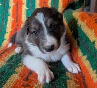 Puppy 2 (Brown Male), a male Border Collie for sale in Westfield, WI – 8 of 10