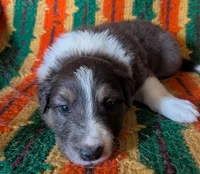 Puppy 2 (Brown Male), a male Border Collie for sale in Westfield, WI – 5 of 10