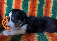 Puppy 4 (Black Female), a female Border Collie for sale in Westfield, WI – 4 of 10