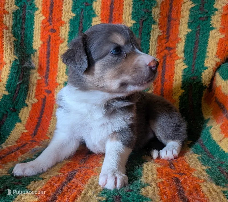 Puppy 1 (Brown Female) – Border Collie puppy for sale in Westfield, WI