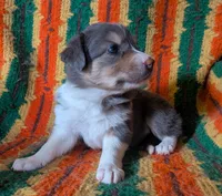 Puppy 1 (Brown Female), a female Border Collie for sale in Westfield, WI – 1 of 10