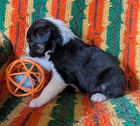 Puppy 6 (Black Male), a male Border Collie for sale in Westfield, WI – 3 of 10