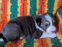 Puppy 3 (Brown Male), a male Border Collie for sale in Westfield, WI – 6 of 9