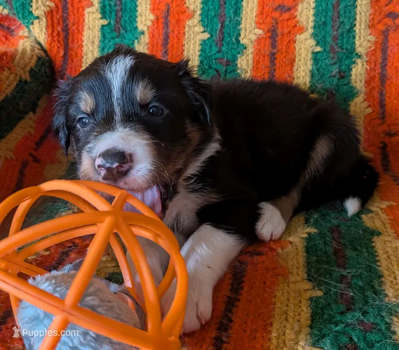 Puppy 5 (Black Male) – Border Collie puppy for sale in Westfield, WI