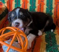Puppy 5 (Black Male), a male Border Collie for sale in Westfield, WI – 1 of 10