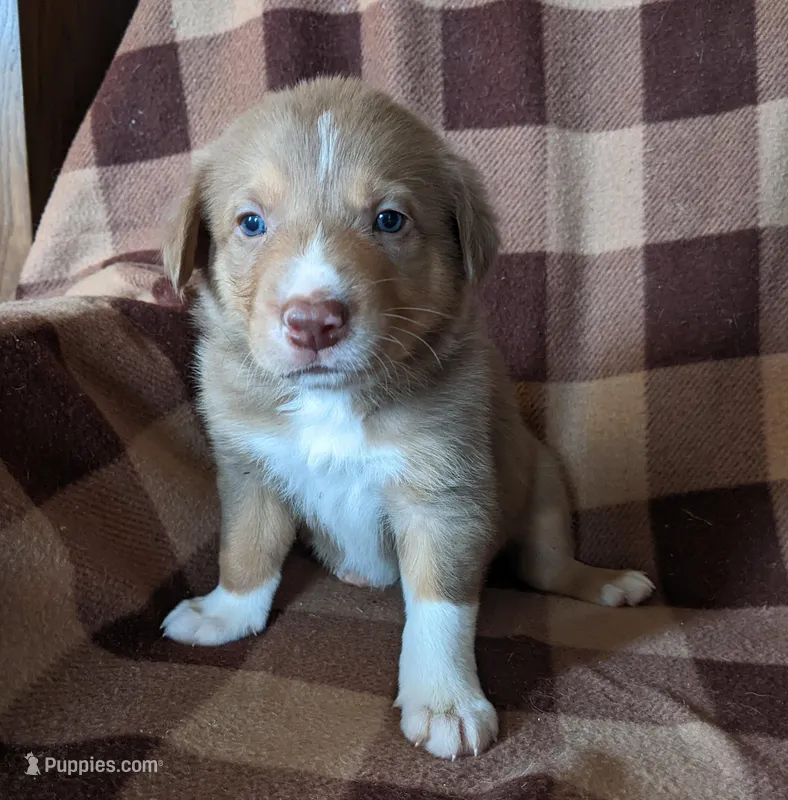 Puppy 6 – Border Collie puppy on hold in Westfield, WI