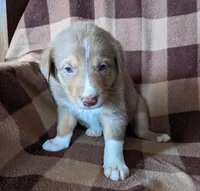 Puppy 6, a male Border Collie for sale in Westfield, WI – Photo 5 of 10