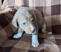 Puppy 6, a male Border Collie for sale in Westfield, WI – Photo 4 of 10
