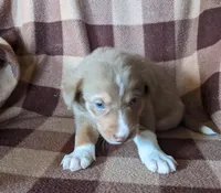 Puppy 6, a male Border Collie for sale in Westfield, WI – Photo 2 of 10