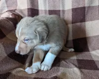 Puppy 6, a male Border Collie for sale in Westfield, WI – Photo 3 of 10