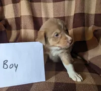 Puppy 6, a male Border Collie for sale in Westfield, WI – Photo 6 of 10