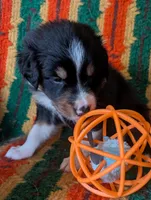 Puppy 5 (Black Male), a male Border Collie for sale in Westfield, WI – 5 of 10