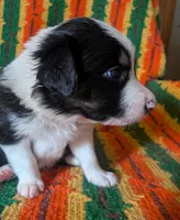 Puppy 6 (Black Male), a male Border Collie for sale in Westfield, WI – 10 of 10