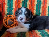 Puppy 4 (Black Female), a female Border Collie for sale in Westfield, WI – 8 of 10