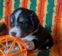 Puppy 5 (Black Male), a male Border Collie for sale in Westfield, WI – 10 of 10