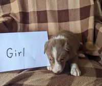 Puppy 7, a female Border Collie for sale in Westfield, WI – Photo 6 of 10