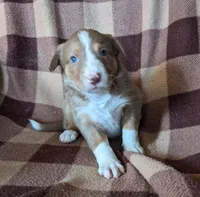 Puppy 7, a female Border Collie for sale in Westfield, WI – Photo 5 of 10