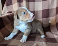 Puppy 7, a female Border Collie for sale in Westfield, WI – Photo 2 of 10