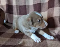 Puppy 7, a female Border Collie for sale in Westfield, WI – Photo 1 of 10