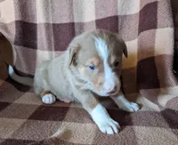 Puppy 7, a female Border Collie for sale in Westfield, WI – Photo 3 of 10