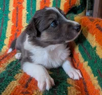 Puppy 2 (Brown Male), a male Border Collie for sale in Westfield, WI – 9 of 10