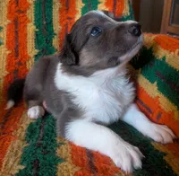 Puppy 2 (Brown Male), a male Border Collie for sale in Westfield, WI – 7 of 10