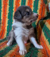 Puppy 1 (Brown Female), a female Border Collie for sale in Westfield, WI – 6 of 10