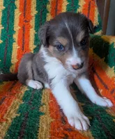 Puppy 1 (Brown Female), a female Border Collie for sale in Westfield, WI – 4 of 10