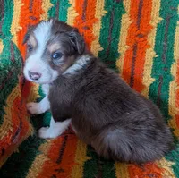 Puppy 3 (Brown Male), a male Border Collie for sale in Westfield, WI – 5 of 9