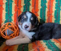 Puppy 4 (Black Female), a female Border Collie for sale in Westfield, WI – 10 of 10