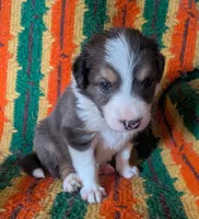 Puppy 3 (Brown Male), a male Border Collie for sale in Westfield, WI – 7 of 9
