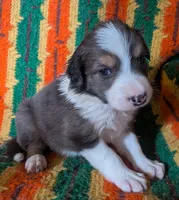 Puppy 3 (Brown Male), a male Border Collie for sale in Westfield, WI – 3 of 9