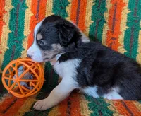 Puppy 4 (Black Female), a female Border Collie for sale in Westfield, WI – 3 of 10