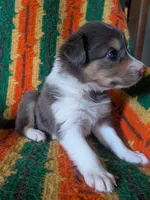 Puppy 1 (Brown Female), a female Border Collie for sale in Westfield, WI – 3 of 10