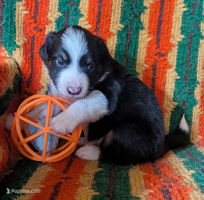 Puppy 6 (Black Male) – Border Collie puppy for sale in Westfield, WI