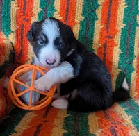 Puppy 6 (Black Male), a male Border Collie for sale in Westfield, WI – 1 of 10