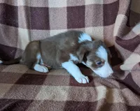 Puppy 8, a female Border Collie for sale in Westfield, WI – Photo 2 of 10