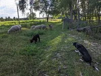 Puppy 8, a female Border Collie for sale in Westfield, WI – Photo 8 of 10
