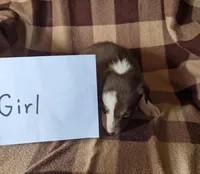 Puppy 8, a female Border Collie for sale in Westfield, WI – Photo 6 of 10