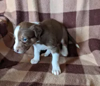 Puppy 8, a female Border Collie for sale in Westfield, WI – Photo 5 of 10