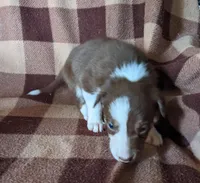 Puppy 8, a female Border Collie for sale in Westfield, WI – Photo 3 of 10