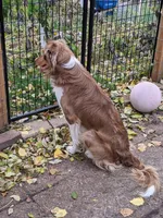 Puppy 8, a female Border Collie for sale in Westfield, WI – Photo 10 of 10