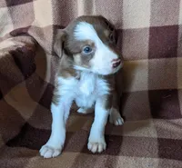 Puppy 8, a female Border Collie for sale in Westfield, WI – Photo 1 of 10