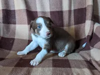 Puppy 8, a female Border Collie for sale in Westfield, WI – Photo 4 of 10